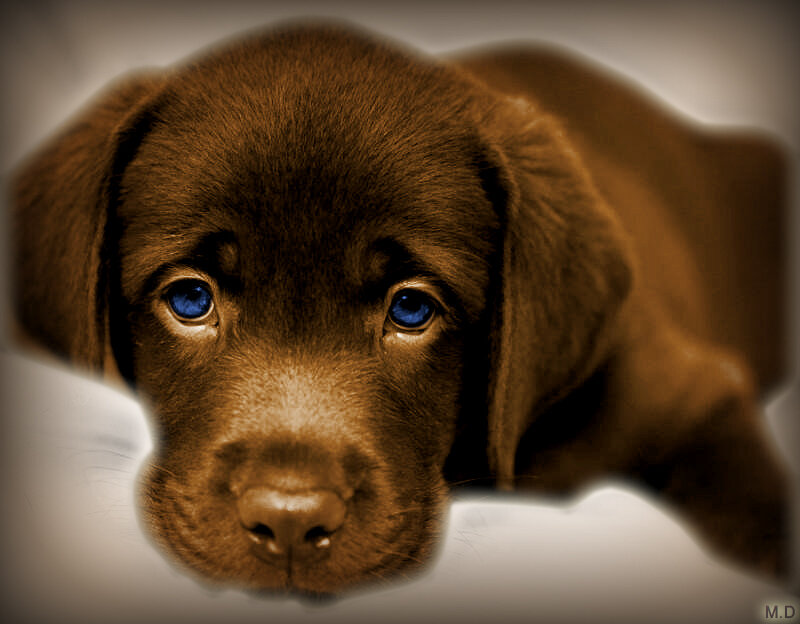 brown puppy with blue eyes