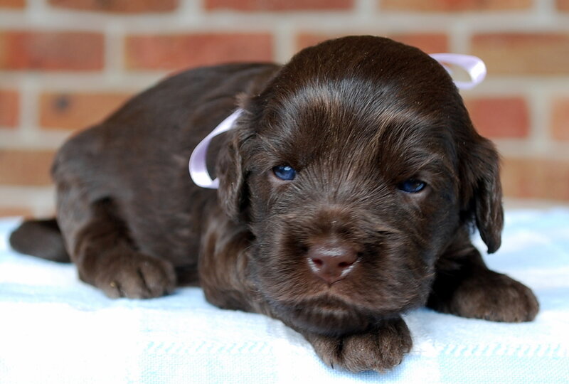 Brown Puppy with Blue Eyes — Calm, Photograph