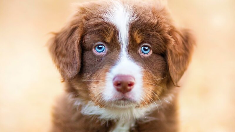 Brown Puppy with Blue Eyes — Calm
