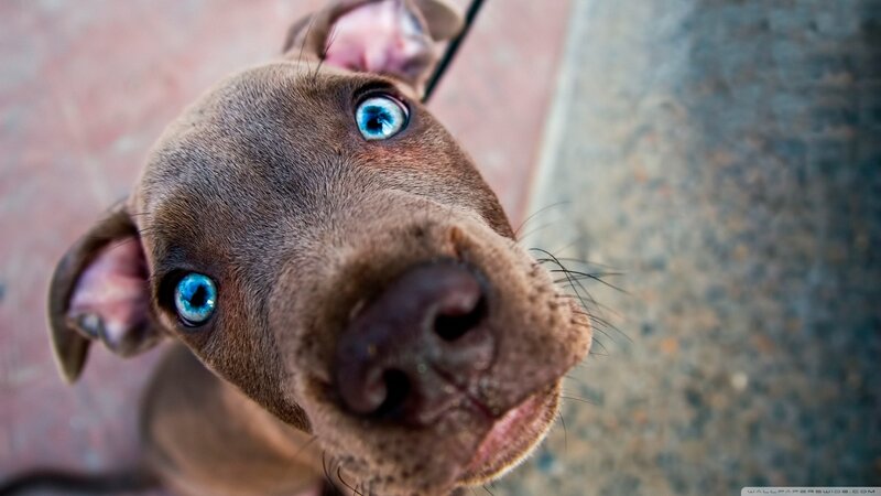Brown Puppy with Blue Eyes — Curious, Photograph