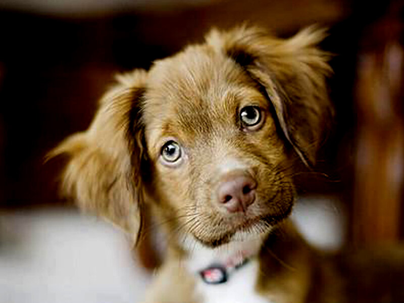 Brown Puppy with Blue Eyes — Innocent