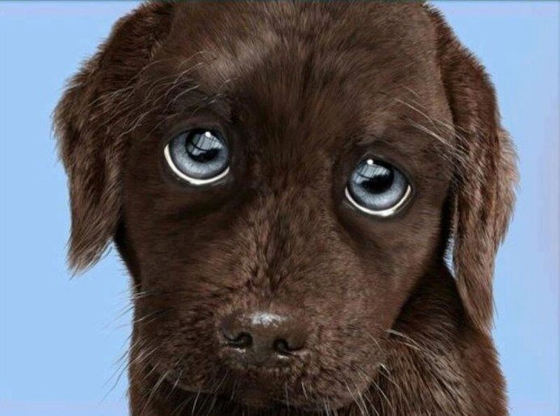 Brown Puppy with Blue Eyes — Neutral