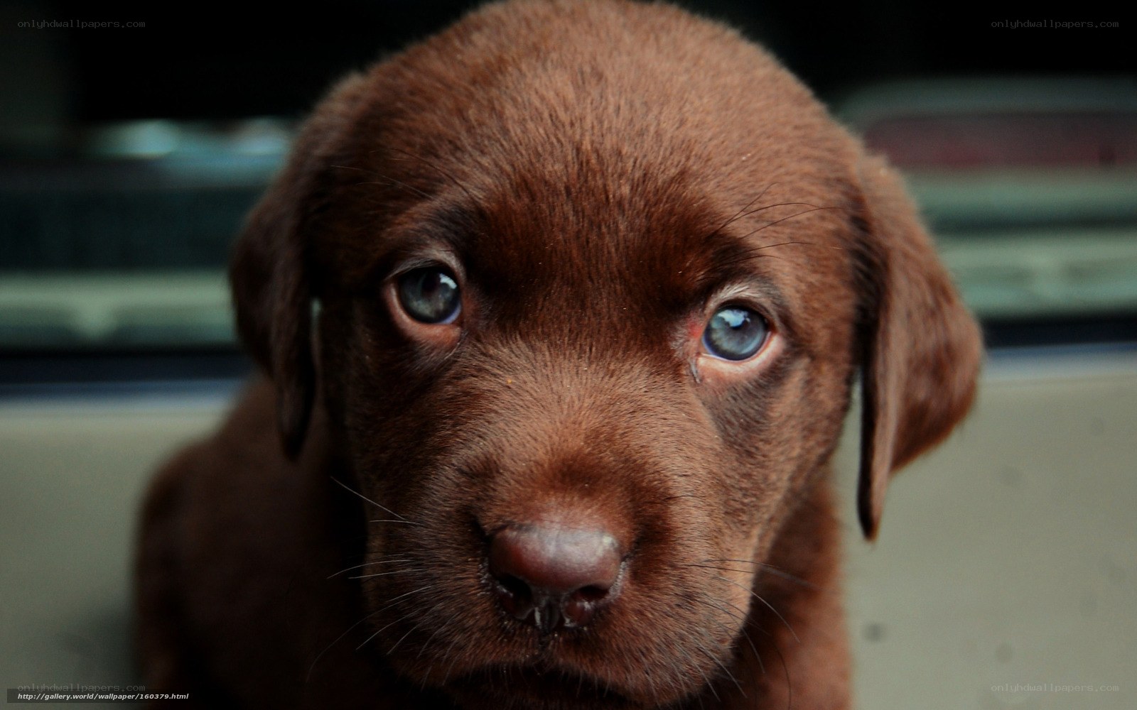 brown puppy with blue eyes