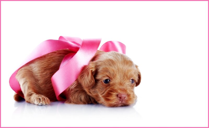 Brown Puppy with Bow