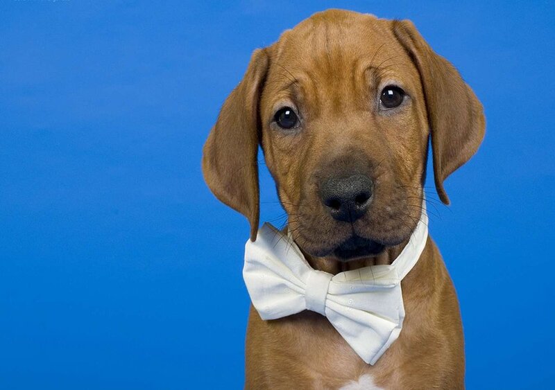 Brown Puppy with Bowtie