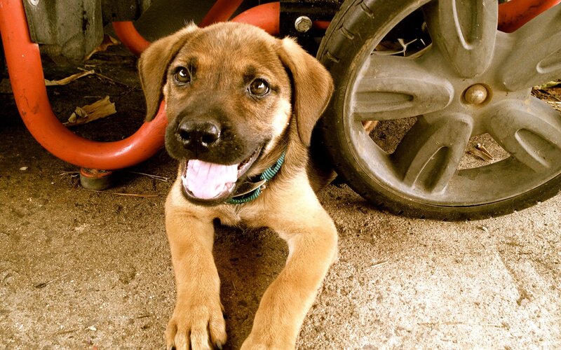 Brown Puppy with Collar