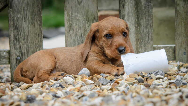 Brown Puppy with Cup