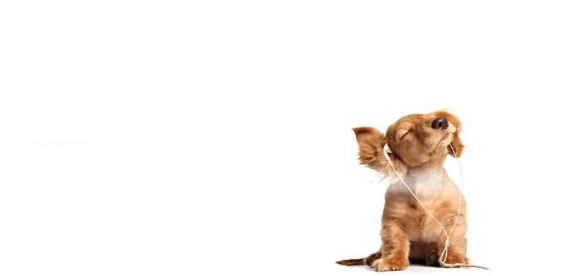Brown Puppy with Earbuds