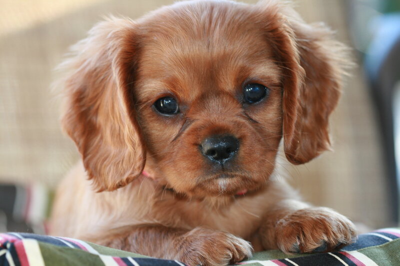 brown puppy with floppy ears