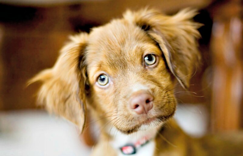 Brown Puppy with Floppy Ears — Curious