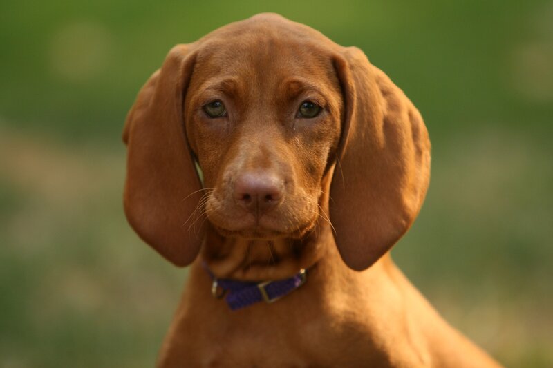 brown puppy with floppy ears