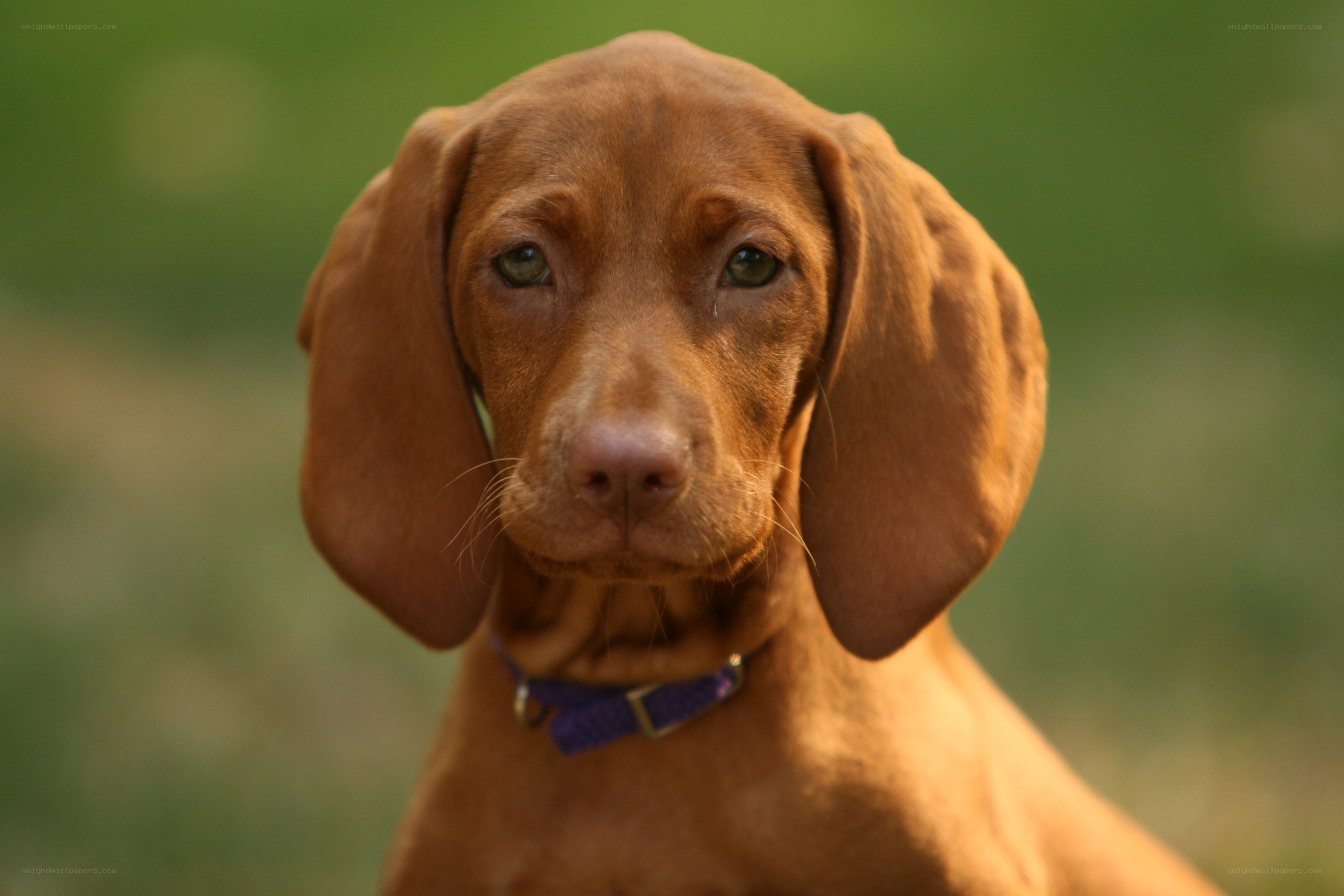 brown puppy with floppy ears