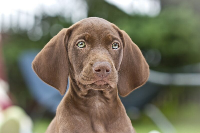 Brown Puppy with Green Eyes — Calm