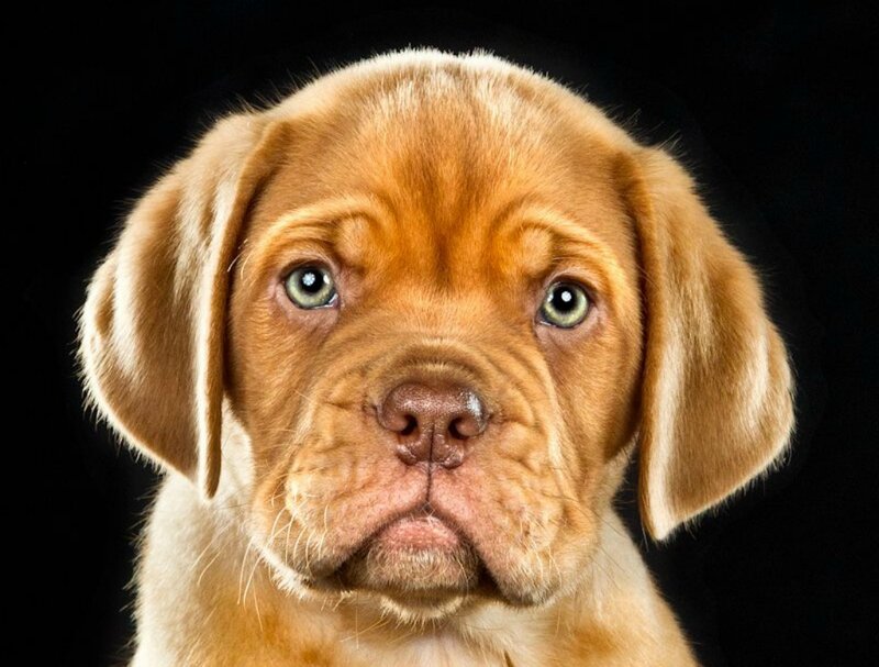 Brown Puppy with Green Eyes