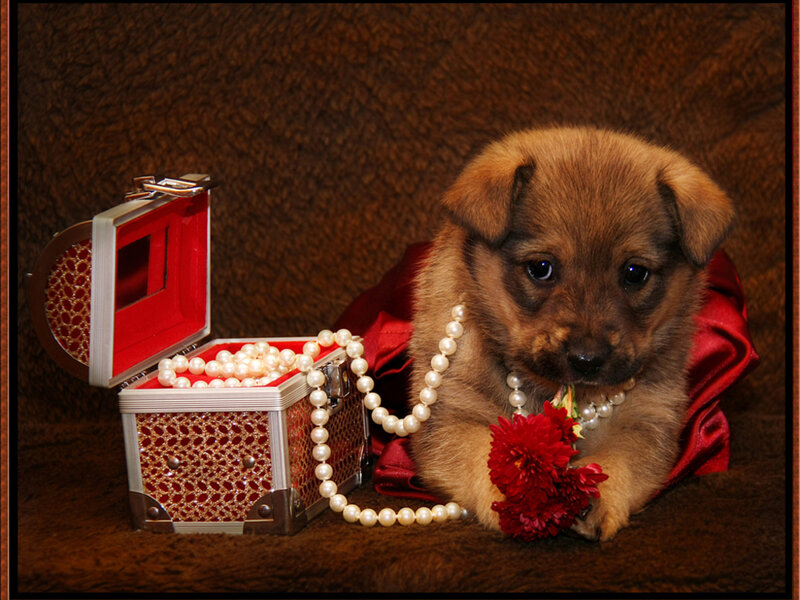 Brown Puppy with Pearls