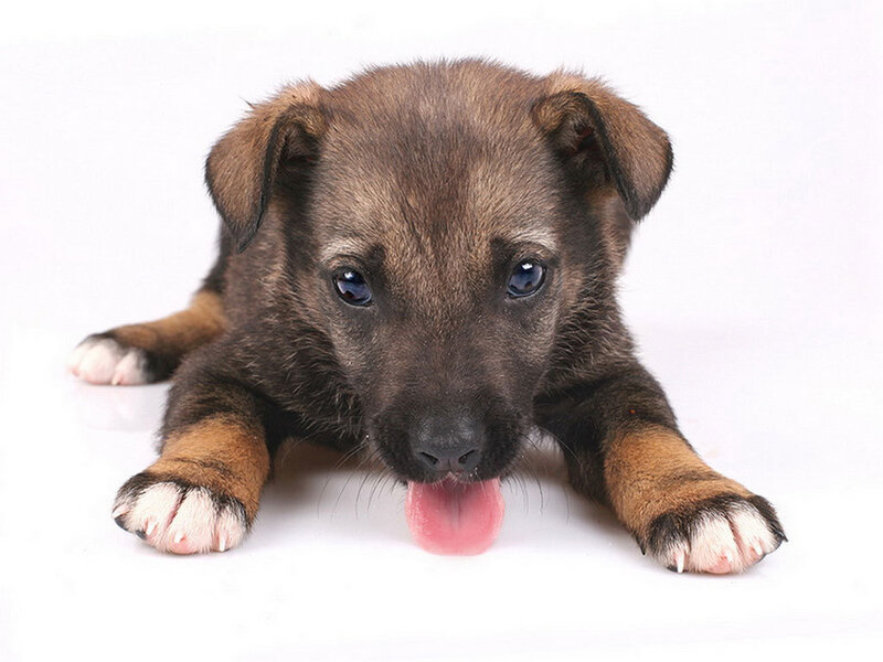 brown puppy with pink tongue