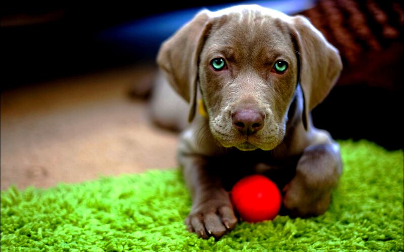 Brown Puppy with Red Ball