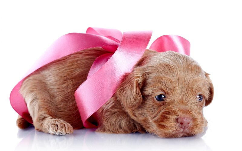 Brown Puppy with Ribbon — Pink