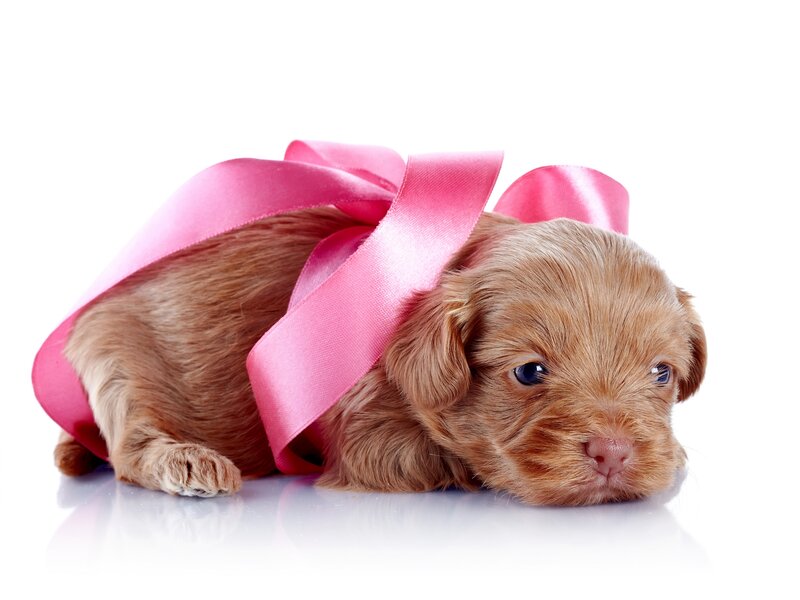 Brown Puppy with Ribbon