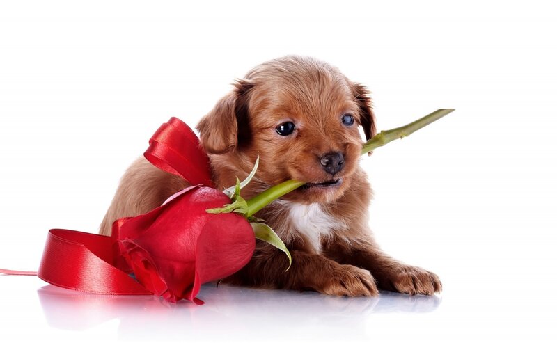 Brown Puppy with Rose — Red, Calm, Photograph