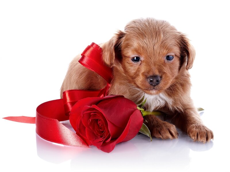 Brown Puppy with Rose — Red, Calm