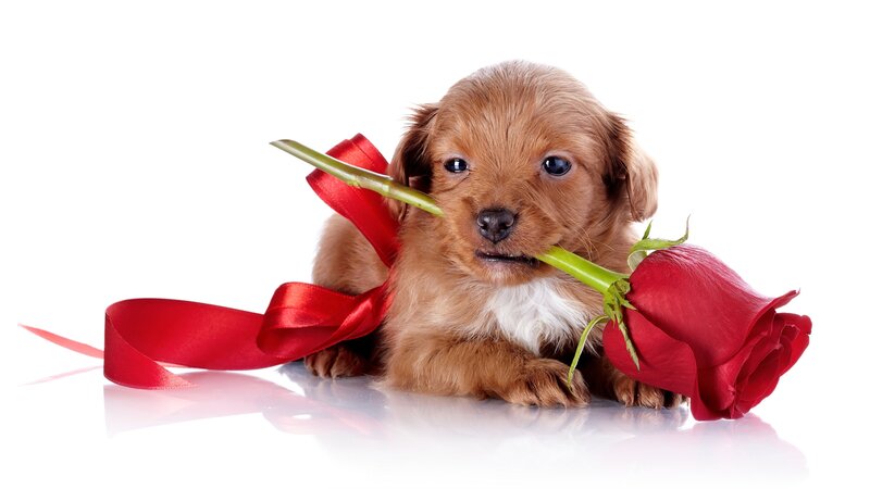 Brown Puppy with Rose — Red, Cute