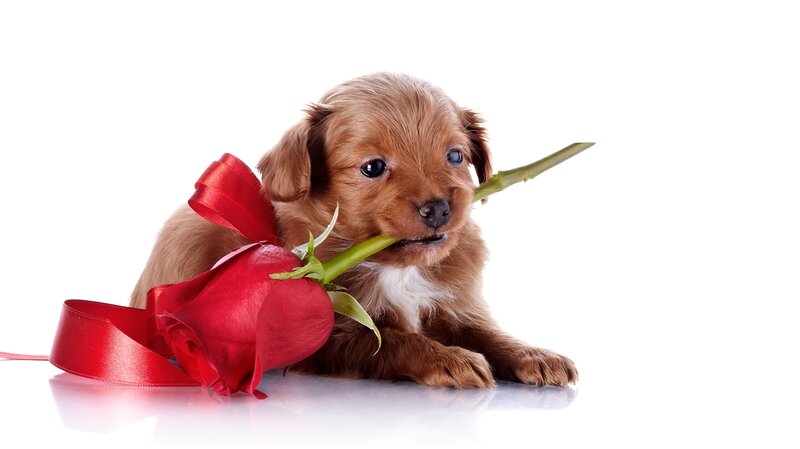Brown Puppy with Rose — Red