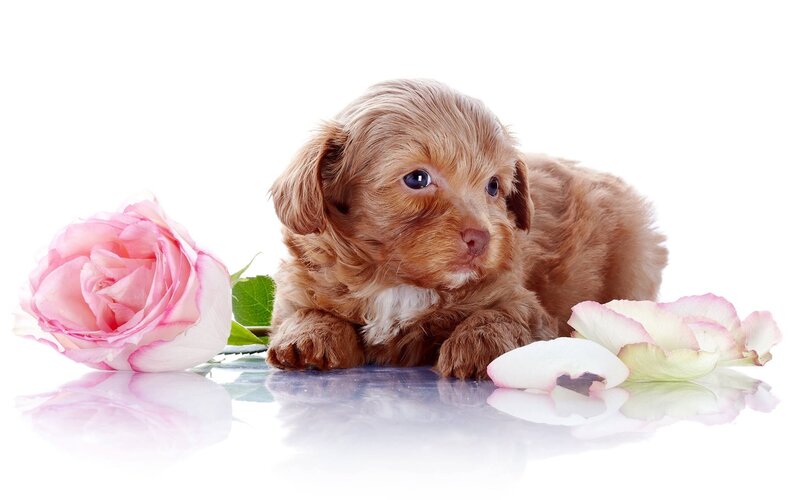 Brown Puppy with Rose — White, Calm