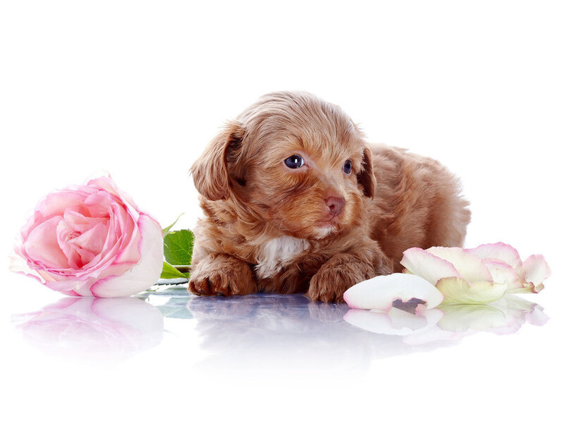 Brown Puppy with Rose — White, Serene