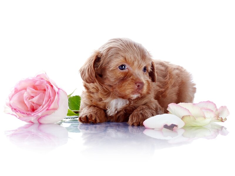 Brown Puppy with Rose — White