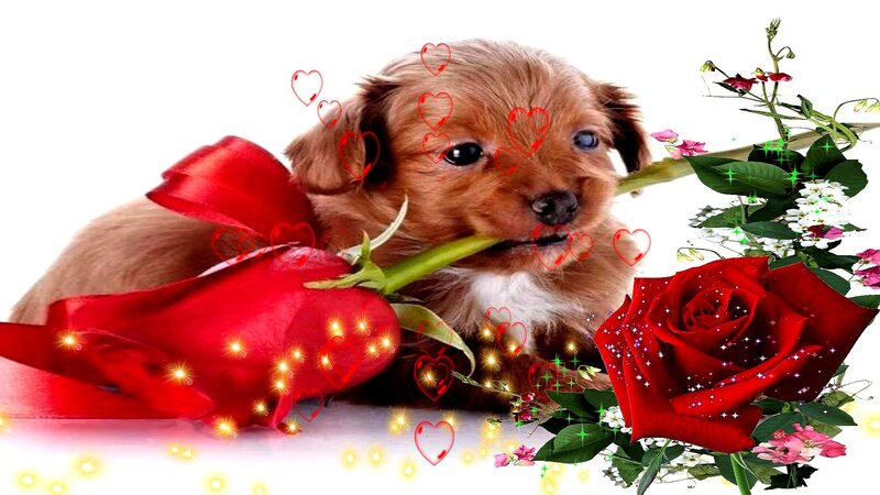 Brown Puppy with Roses