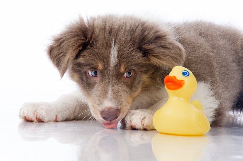 Brown Puppy with Rubber Duck