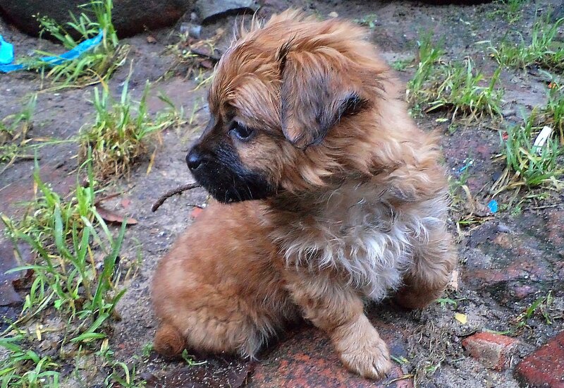 Brown Puppy with Stick