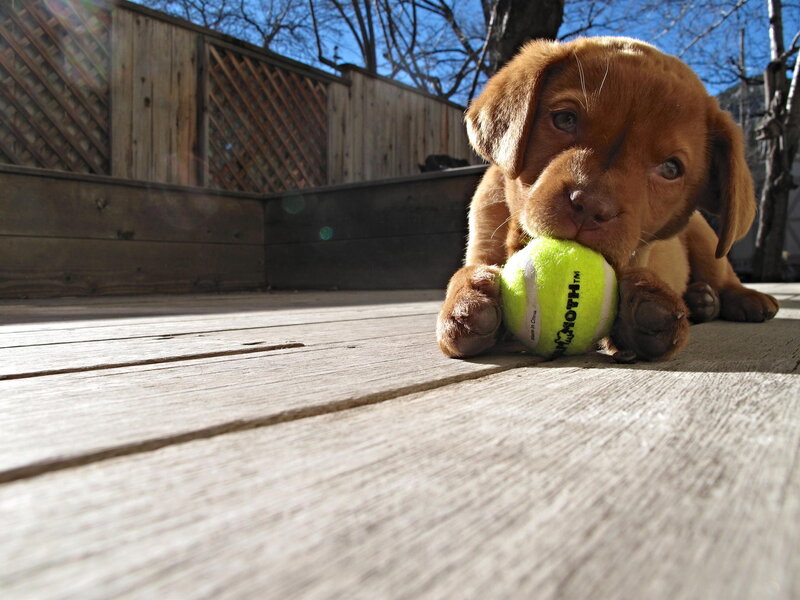 Brown Puppy with Tennis Ball