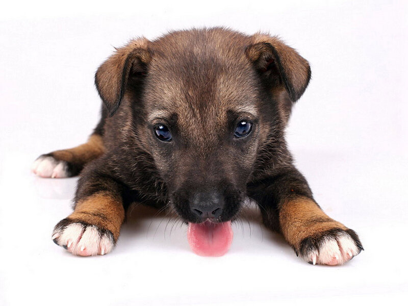brown puppy with tongue out