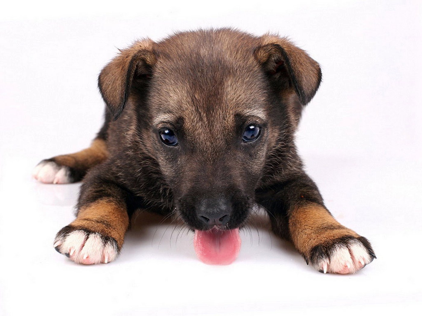brown puppy with tongue out