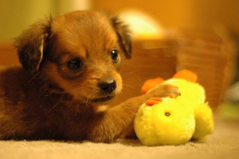 Brown Puppy with Toy — Calm, Photograph