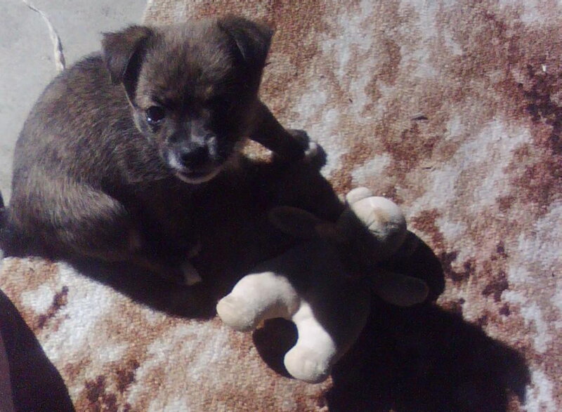 Brown Puppy with Toy — Calm