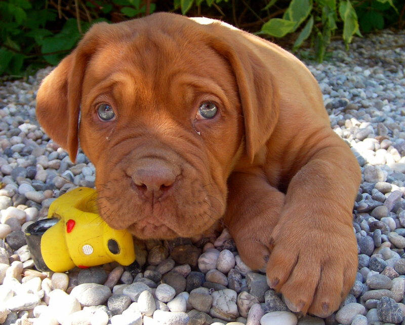 brown puppy with toy