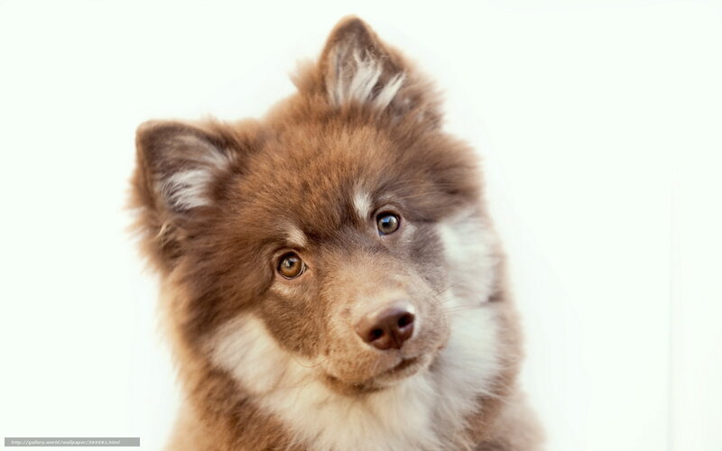 Brown Puppy with White Chest — Calm