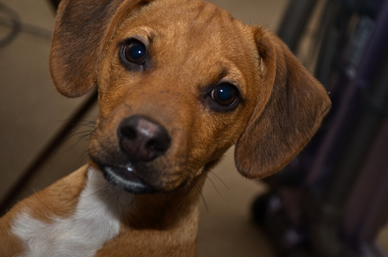 Brown Puppy with White Chest