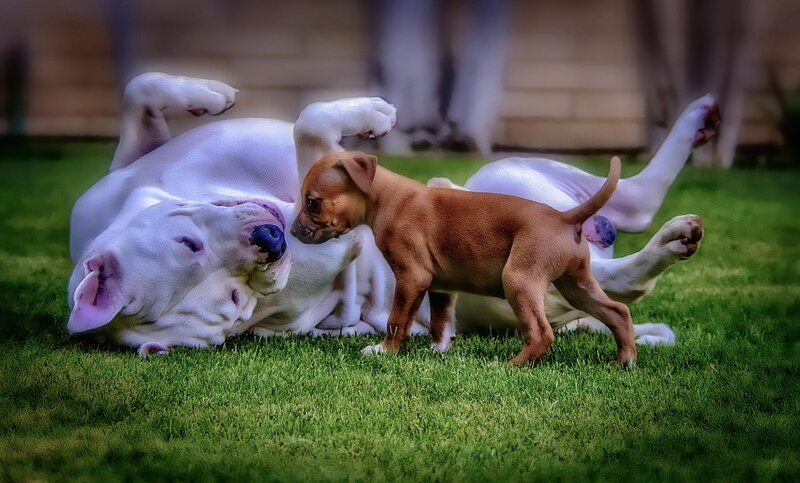 Brown Puppy with White Dog