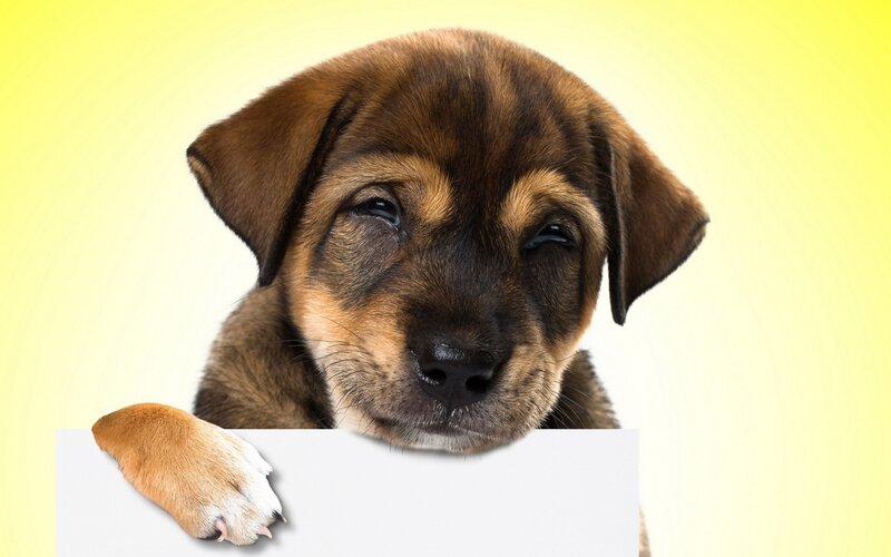 Brown Puppy with White Paw