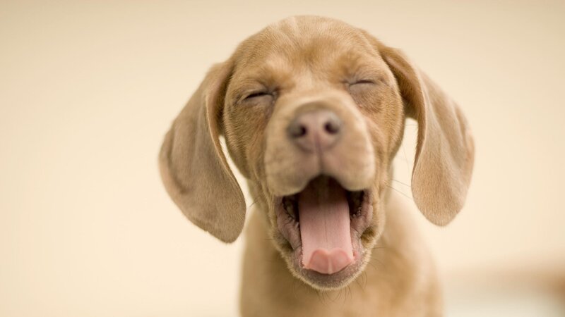 Brown Puppy Yawning — Calm, Photograph, Dog, Close-up