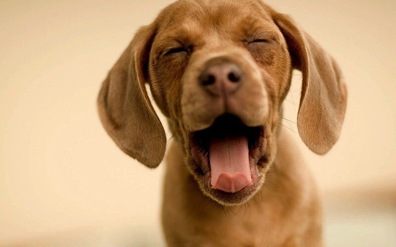 Brown Puppy Yawning — Calm, Photograph