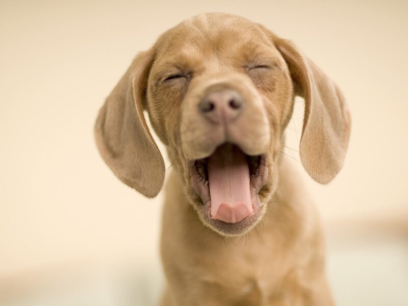 Brown Puppy Yawning