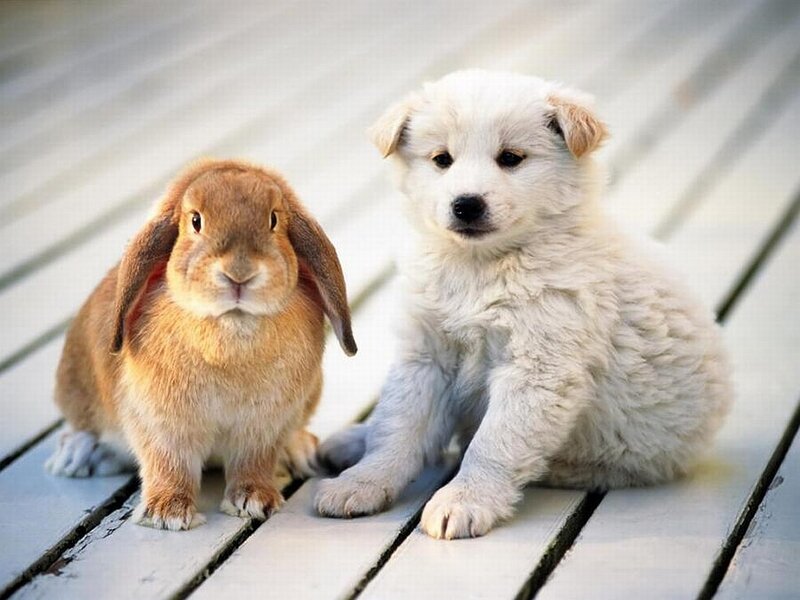 Brown Rabbit and White Puppy — Calm