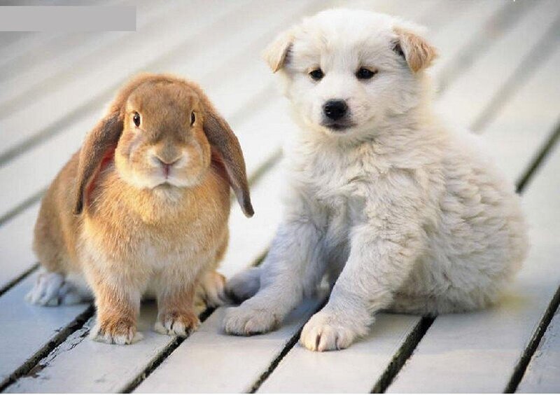 Brown Rabbit and White Puppy