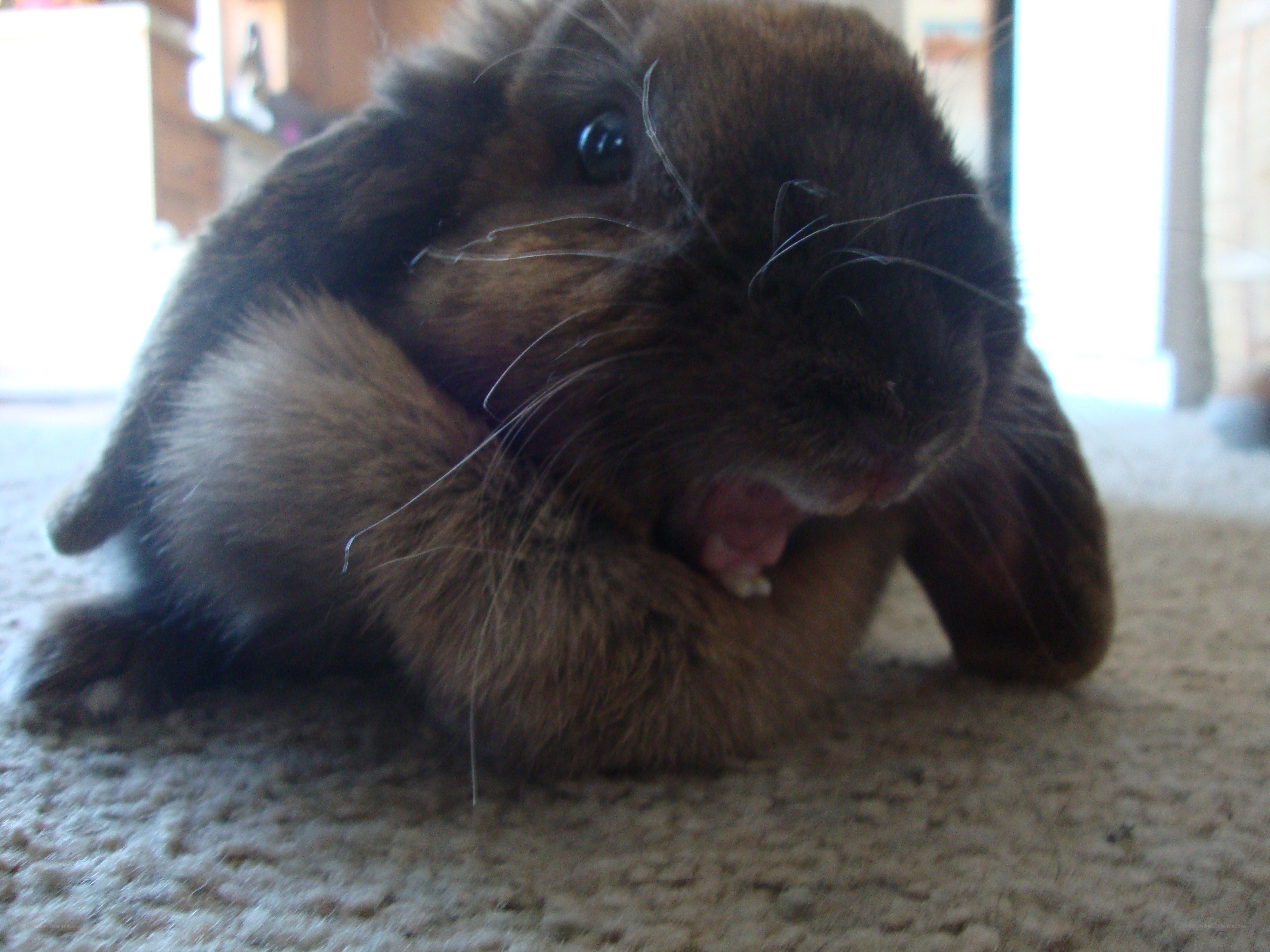 brown rabbit chewing