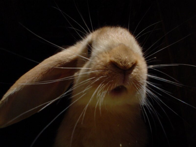 Brown Rabbit Close-up